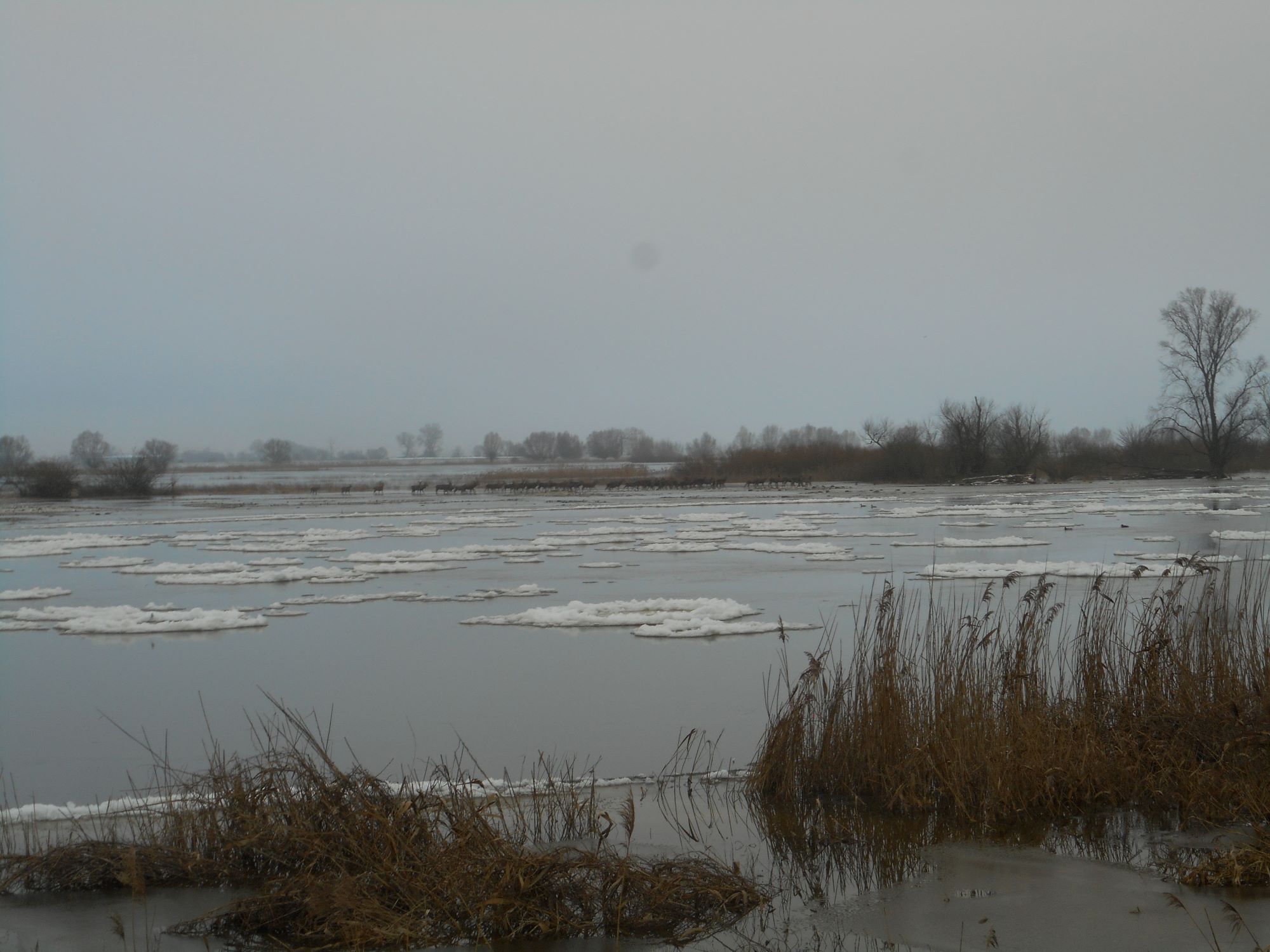 fot.1 śryż 12.01